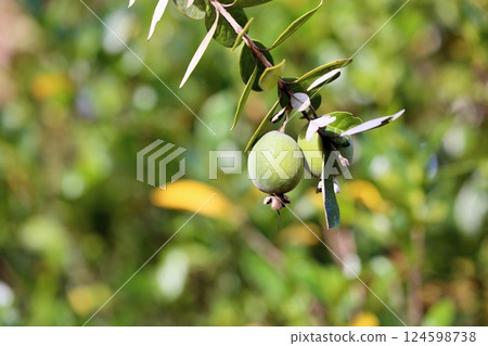 Feijo's fruit Feijo's fruit 124598738