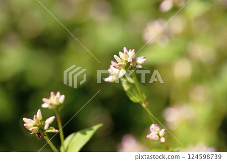 可愛的溝蕎麥花 可愛的溝蕎麥花 124598739