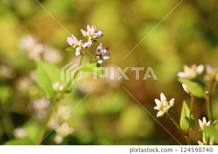 Cute Mizosoba flowers 124598740