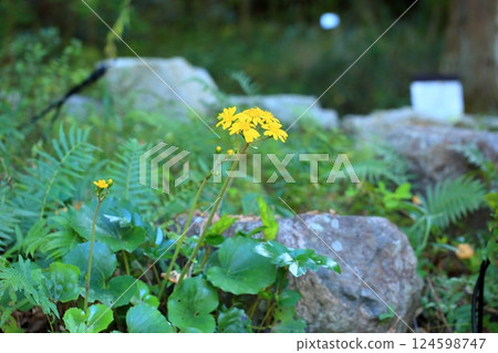 秋花：日本銀菊 124598747
