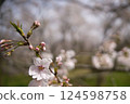 Cherry blossoms and buds with copy space 124598758