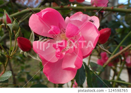 薔薇科品種安琪拉 124598765