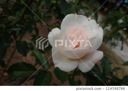 Carte Blanche，薔薇科的一種園藝品種 124598766