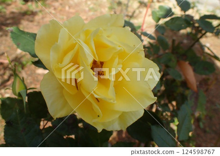 小蒼蘭，薔薇科的一種園藝植物 124598767