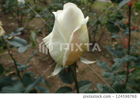 薔薇科 園藝品種 白色聖誕節 124598768