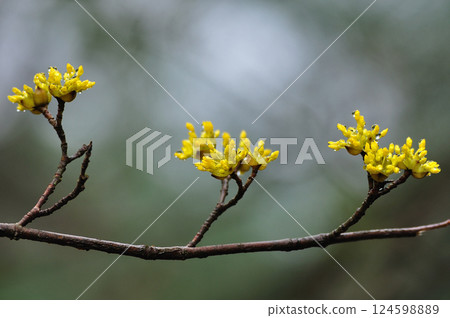 早春花卉：山茱萸科山茱萸屬黃色花朵 124598889