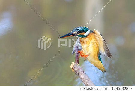 Kingfisher catching a fish, Kingfisher on a branch, Close up of a kingfisher. 124598900