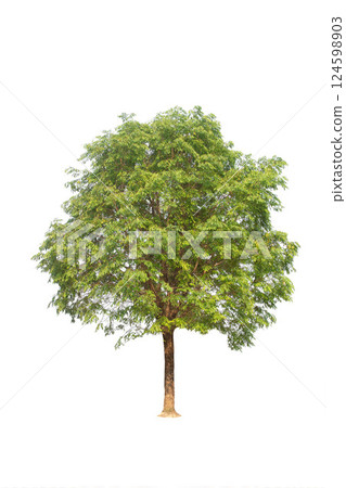 Isolated trees on white background. high qaulity tree on white background, full frame camera shoot for high resolution picture for both printing and web pages. Isolated trees on white background. high qaulity tree on white background, full frame camera shoot for high resolution picture for both printing and web pages. 124598903
