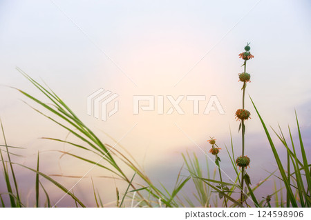 A vibrant sunset casts a warm glow over a peaceful meadow, with tall grass reaching towards the colorful sky as day transitions into night. 124598906
