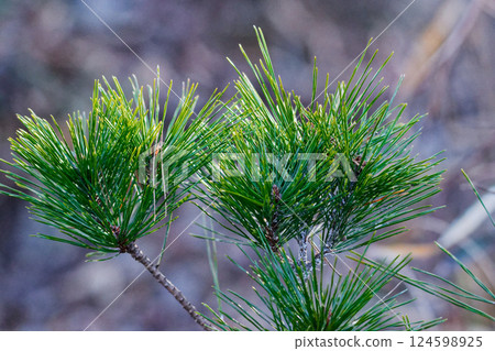 Evergreen conifer, Pinaceae, Japanese red pine 124598925