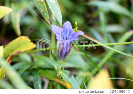 秋季花卉:龍膽 秋季花卉:龍膽 124598943