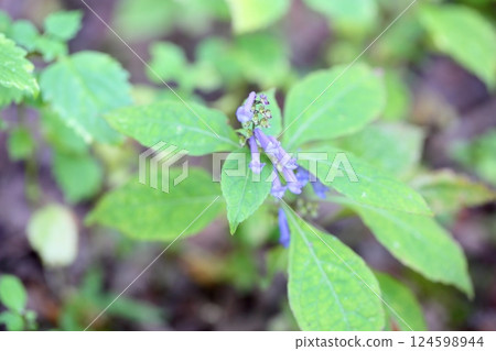 Pure Autumnal Clover Flower 124598944