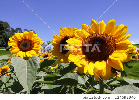 Sunflowers blooming in Sao Paulo state, Brazil 124598946