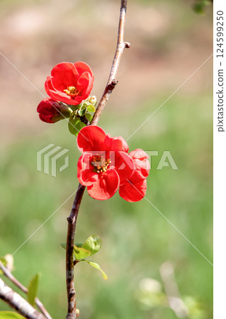 The beautiful Japanese quince flower, which is also used as a herbal medicine and is completely different from human dementia. 124599250