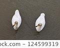 Swan 124599319