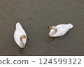 Two Swans 124599322