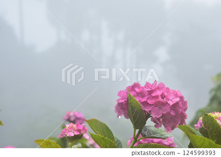 Hydrangeas blooming in the rain at Zenbouji Temple in Kyoto 124599393