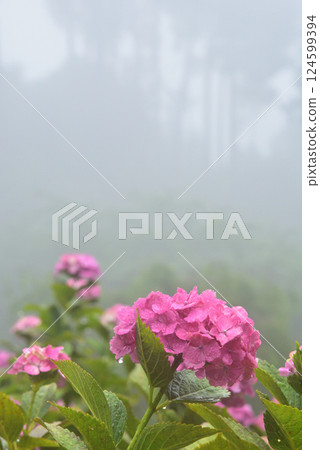 Hydrangeas blooming in the rain at Zenbouji Temple in Kyoto 124599394