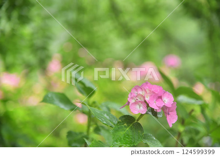 京都吉峰寺雨中綻放的繡球花 京都吉峰寺雨中綻放的繡球花 124599399