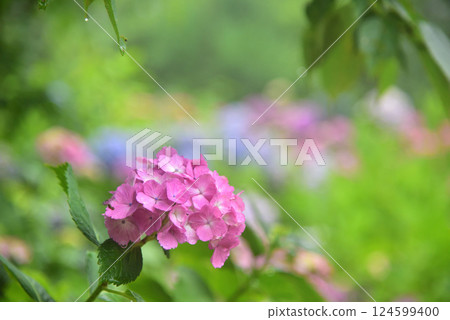 Hydrangeas blooming in the rain at Zenbouji Temple in Kyoto 124599400