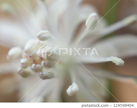 Early spring Coptis moniliforme (20250326100747) 124599404