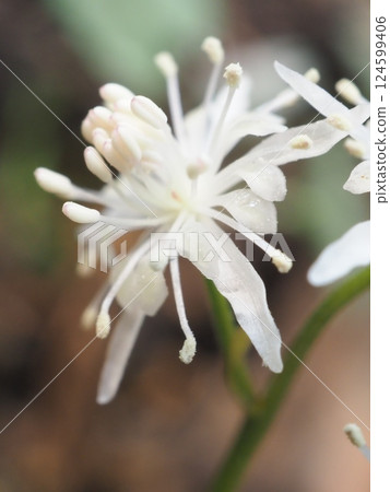 Early spring Coptis moniliforme (20250326100622) Early spring Coptis moniliforme (20250326100622) 124599406