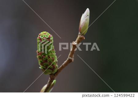 自然植物：大葉榿木，三月初。葉芽開始膨脹，雄花成熟後下垂 124599422