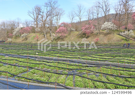 梅花盛開的春天 大王芥末農場 124599496