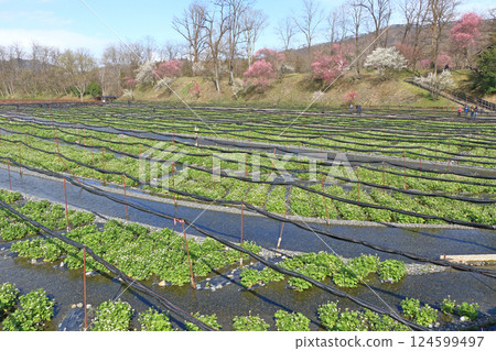 梅花盛開的春天 大王芥末農場 124599497