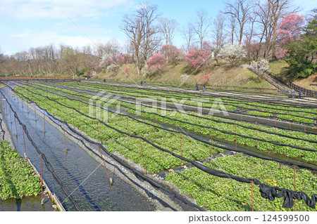 梅花盛開的春天 大王芥末農場 124599500