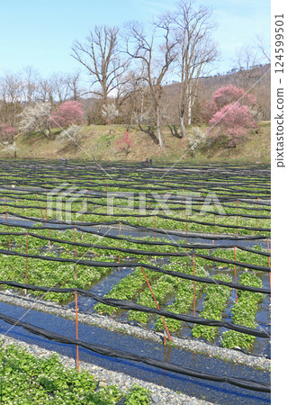 Plum blossom blooming Spring Daio Wasabi Farm 124599501