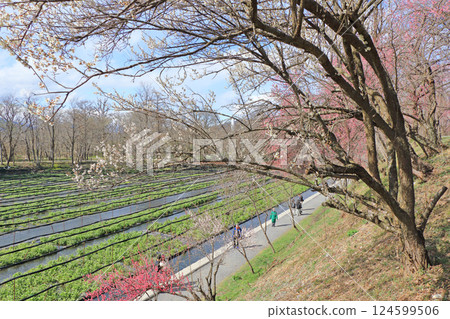 Plum blossom blooming Spring Daio Wasabi Farm Plum blossom blooming Spring Daio Wasabi Farm 124599506