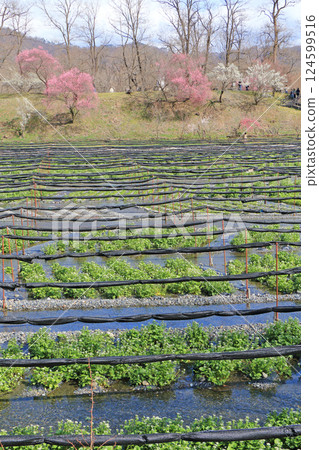 梅花盛開的春天 大王芥末農場 124599516