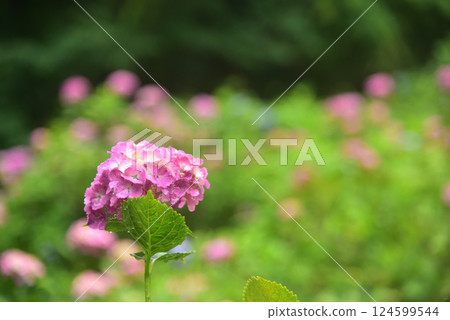 Hydrangeas blooming in the rain at Zenbouji Temple in Kyoto 124599544