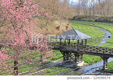 Plum blossom blooming Spring Daio Wasabi Farm 124599574