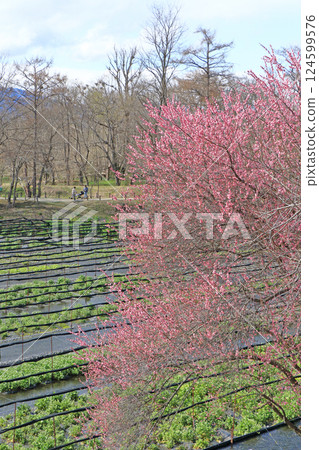 梅花盛開的春天 大王芥末農場 梅花盛開的春天 大王芥末農場 124599576