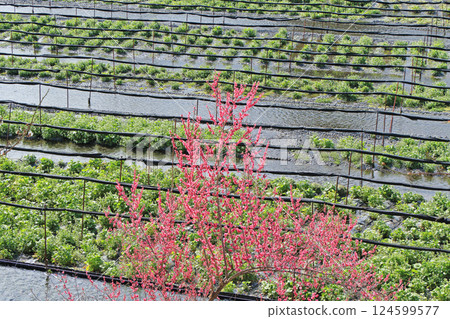 Plum blossom blooming Spring Daio Wasabi Farm Plum blossom blooming Spring Daio Wasabi Farm 124599577