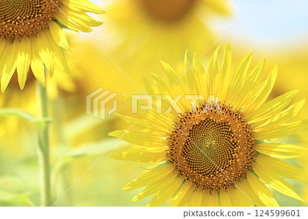 Sunflower blooming towards the sun 124599601