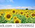 A sunflower field that shines in the blue sky 124599602