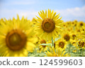 Sunflower in the blue sky 124599603