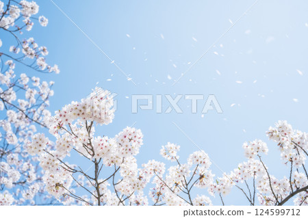 櫻吹雪 124599712