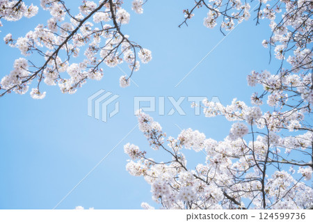Cherry blossoms and blue sky Cherry blossoms and blue sky 124599736