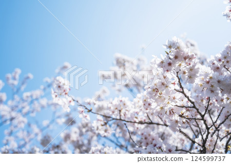 Cherry blossoms and blue sky Cherry blossoms and blue sky 124599737