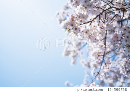  櫻花和藍天 124599738