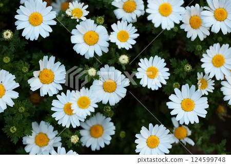 公園裡盛開的可愛瑪格麗特花 124599748