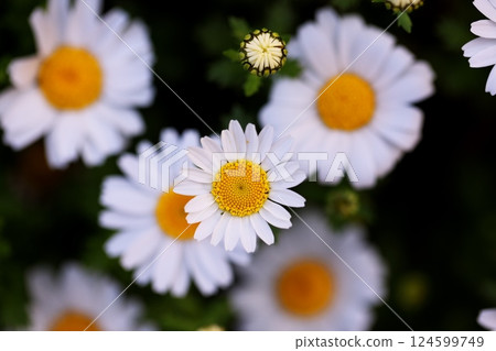 公園裡盛開的可愛瑪格麗特花 124599749