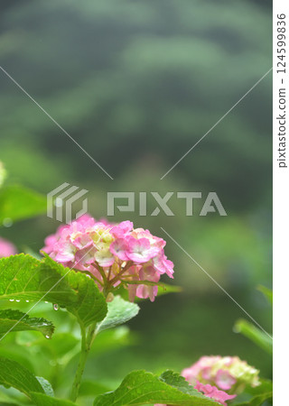 Hydrangeas blooming in the rain at Zenbouji Temple in Kyoto Hydrangeas blooming in the rain at Zenbouji Temple in Kyoto 124599836