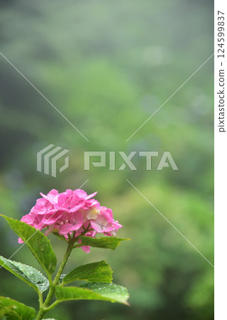 Hydrangeas blooming in the rain at Zenbouji Temple in Kyoto Hydrangeas blooming in the rain at Zenbouji Temple in Kyoto 124599837