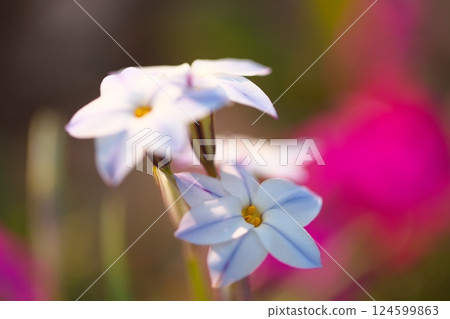 Ipheion uniflora 花盛開在公園裡 124599863