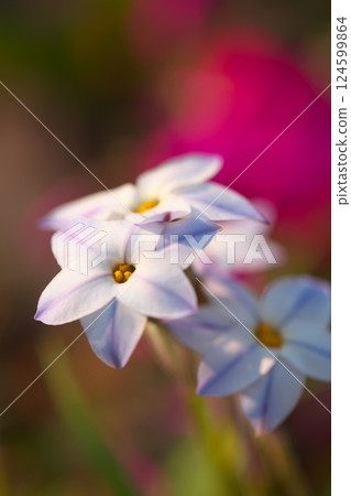 Ipheion uniflora 花盛開在公園裡 Ipheion uniflora 花盛開在公園裡 124599864